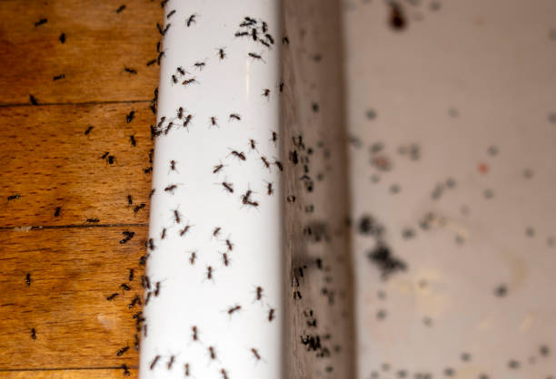 Best Best Pest Control Companies  in Shannon, GA