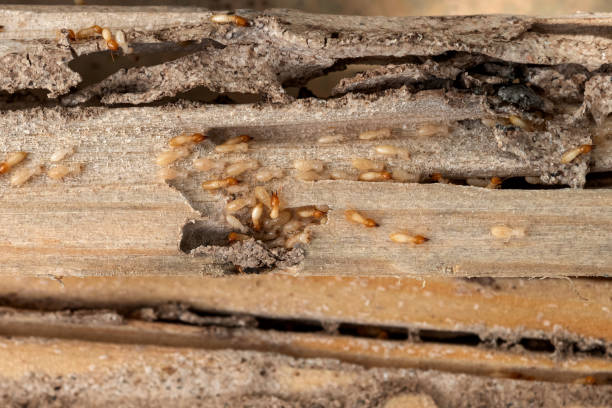 Best Termite Control Services  in Shannon, GA
